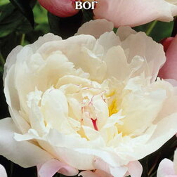 ����  ���� ����������� ���, ������ �� 1079 ���