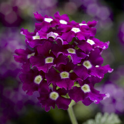 ����  ������� ��������� ������ ������ ����� ������ ��� �� (1��-100��) ���������������� ������, ������ �� 3168 ���