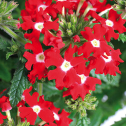 ����  ������� ��������� ������ ������ ��� ��� �� (1��-100��) ���������������� ������, ������ �� 3168 ���