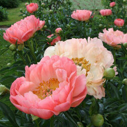 ����  ���� ����������� ����� ������, ������ �� 629 ���