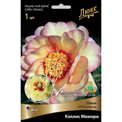    -   * (2-3 ),   2635 