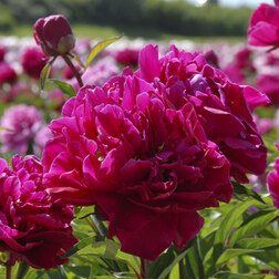 ����  ���� ����������� ��� ��� �����, ������ �� 629 ���