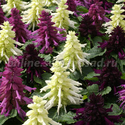 ����  ������� ����� ���� ���� (1��-100��) ���������������� ������, ������ �� 352 ���