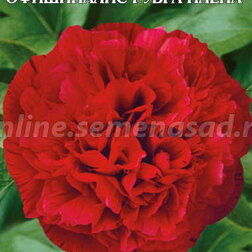 ����  ���� ����������� ���������� ����� �����, ������ �� 722 ���