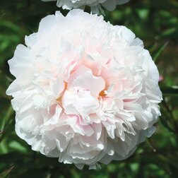 ����  ���� ����������� �����, ������ �� 833 ���