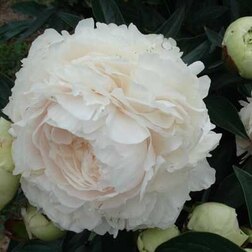 ����  ���� ����������� ������, ������ �� 659 ���