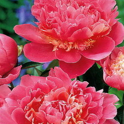 ����  ���� ����������� ������ �������, ������ �� 697 ���