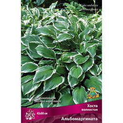 ����  ����� ��������� ��������������, ������ �� 241 ���