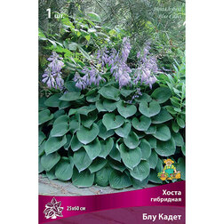 ����  ����� ��������� ��� �����, ������ �� 292 ���