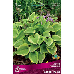 ����  ����� ��������� ������ �����, ������ �� 238 ���