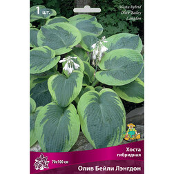 ����  ����� ��������� ���� ����� �������, ������ �� 462 ���