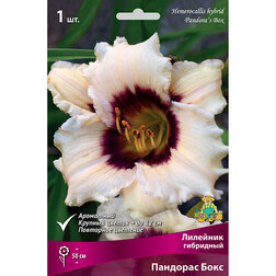 ����  �������� ��������� �������� ����, ������ �� 411 ���