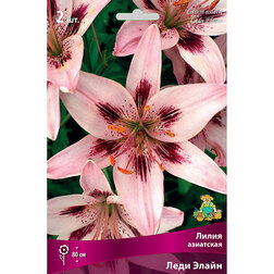 ����  ����� ��������� ���� ����� (2 ��.), ������ �� 394 ���