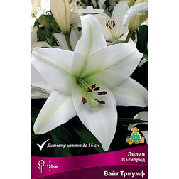 ����  ����� ��-������ ���� ������ (2 ��.), ������ �� 306 ���