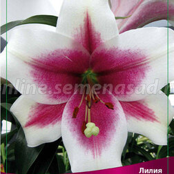 ����  ����� ��-������ ���������� (2 ��.), ������ �� 333 ���