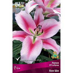 ����  ����� ��-������ ��� �� (2 ��.), ������ �� 319 ���