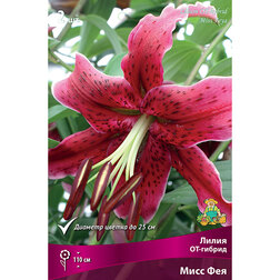 ����  ����� ��-������ ���� ��� (2 ��.), ������ �� 421 ���