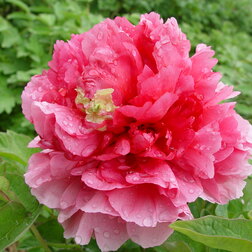 ����  ���� ����������� ������� ���, ������ �� 731 ���