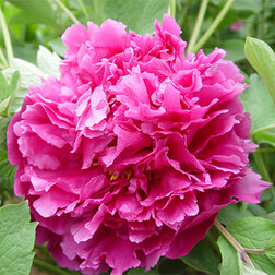 ����  ���� ����������� ������� ���, ������ �� 731 ���