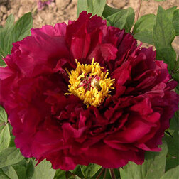 ����  ���� ����������� ������� ���, ������ �� 909 ���