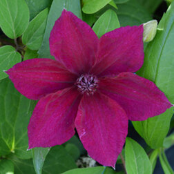 ����  �������� ��������������� ������, ������ �� 1339 ���