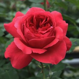 ����  ���� �������� ����� ���, ������ �� 549 ���