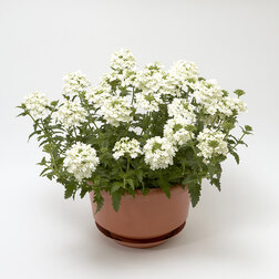 ����  ������� ��������� ������ ������ ���� (��-250��) ���������������� ������, ������ �� 7488 ���