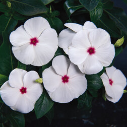 ����  ���������� �������� ������ ��� (1��-100��) ���������������� ������, ������ �� 352 ���