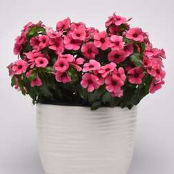 ����  ���������� ���� ��������� (��-100��) ���������������� ������, ������ �� 1248 ���