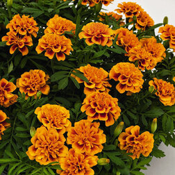 ����  �������� ����������� ����� ����� ����� �� (��-1000��) ���������������� ������, ������ �� 1920 ���