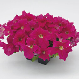 ����  ������� ����������� ������� 360� ��� ���� (��-1000�����) ���������������� ������, ������ �� 2000 ���