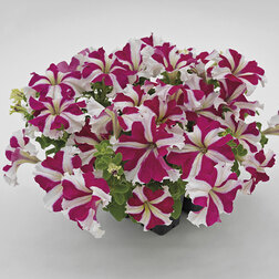 ����  ������� ����������� ������� 360� ���� ���� (��-1000�����) ���������������� ������, ������ �� 2000 ���