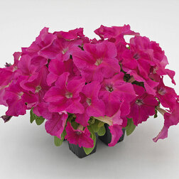 ����  ������� ����������� ������� ��� �� ���� (��-1000�����) ���������������� ������, ������ �� 2960 ���