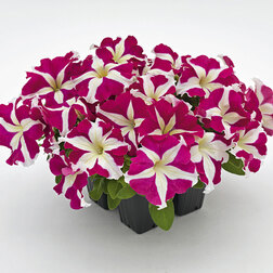 ����  ������� ����������� ������� ��� �� ���� ���� (��-1000�����) ���������������� ������, ������ �� 2960 ���