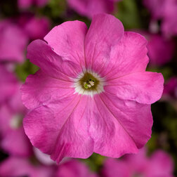 ����  ������� ����������� �������� ���� (1��-1000�����) ���������������� ������, ������ �� 2080 ���