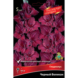 ����  ��������� ������ �������, ������ �� 595 ���