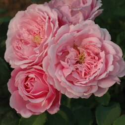 ����  ���� �������� ����� ������, ������ �� 549 ���