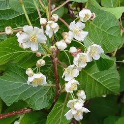 ����  ��������� ������ ��������� (�������, ���������), ������ �� 519 ���