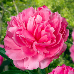 ����  ���� ����������� ������ *, ������ �� 2065 ���