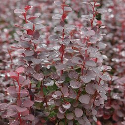 ����  �������� �������� ������ �������, ������ �� 756 ���