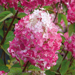 ����  ��������� ����������� ��������� �����, ������ �� 680 ���