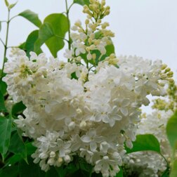 ����  ������ ������������ ������ �������, ������ �� 595 ���