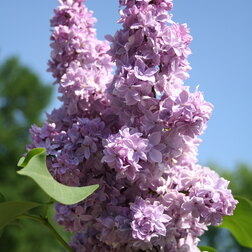 ����  ������ ������������ ��������� �����������, ������ �� 595 ���