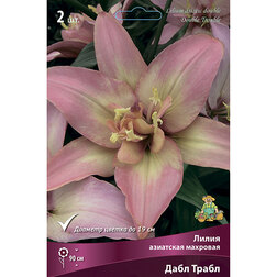 ����  ����� ��������� ���� �����, ������ �� 462 ���