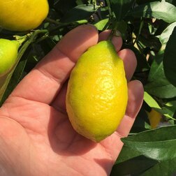 ����  ������ �������� ��������, ������ �� 1411 ���