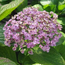 ����  ��������� �������������� ���� (Hydrangea macrophylla), ������ �� 612 ���