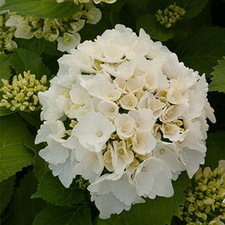 ����  ��������� �������������� �������, ������ �� 994 ���