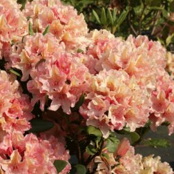 ����  ����������� ��������� ��������, ������ �� 918 ���