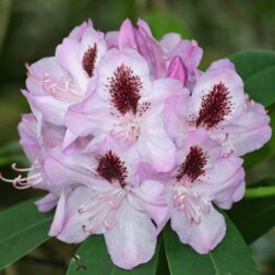 ����  ����������� ��������� ��������, ������ �� 918 ���