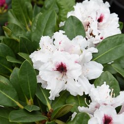 ����  ����������� ��������� ����, ������ �� 918 ���